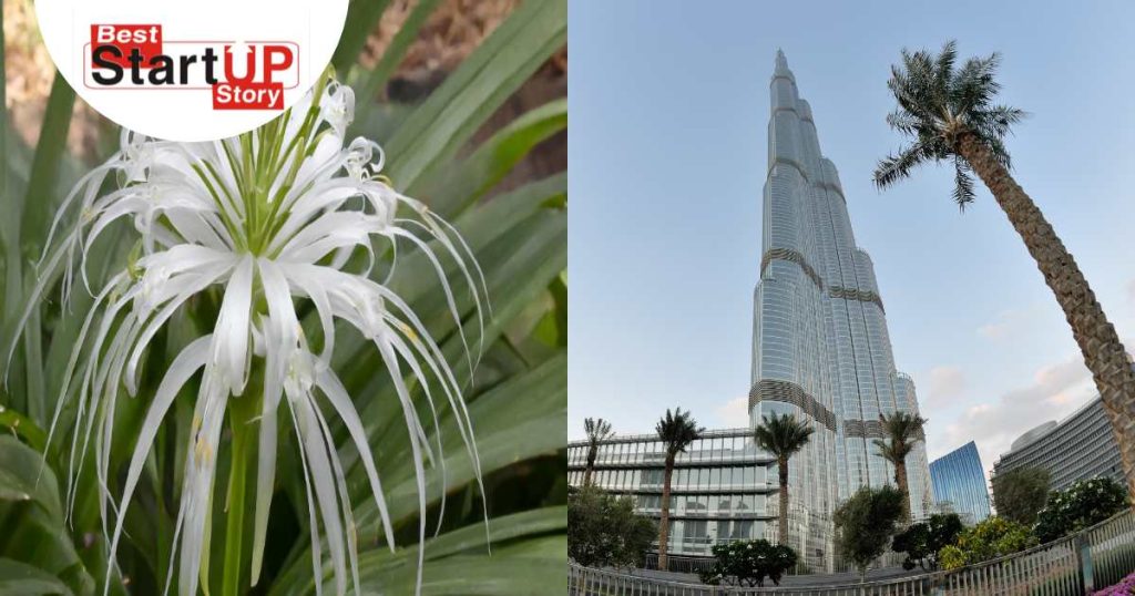 Shape Of Hymenocallis flower