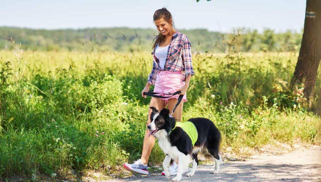 Pet Sitting and Dog Walking